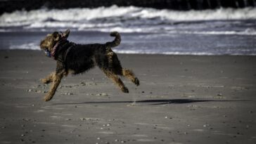 Urlaub mit Hund
