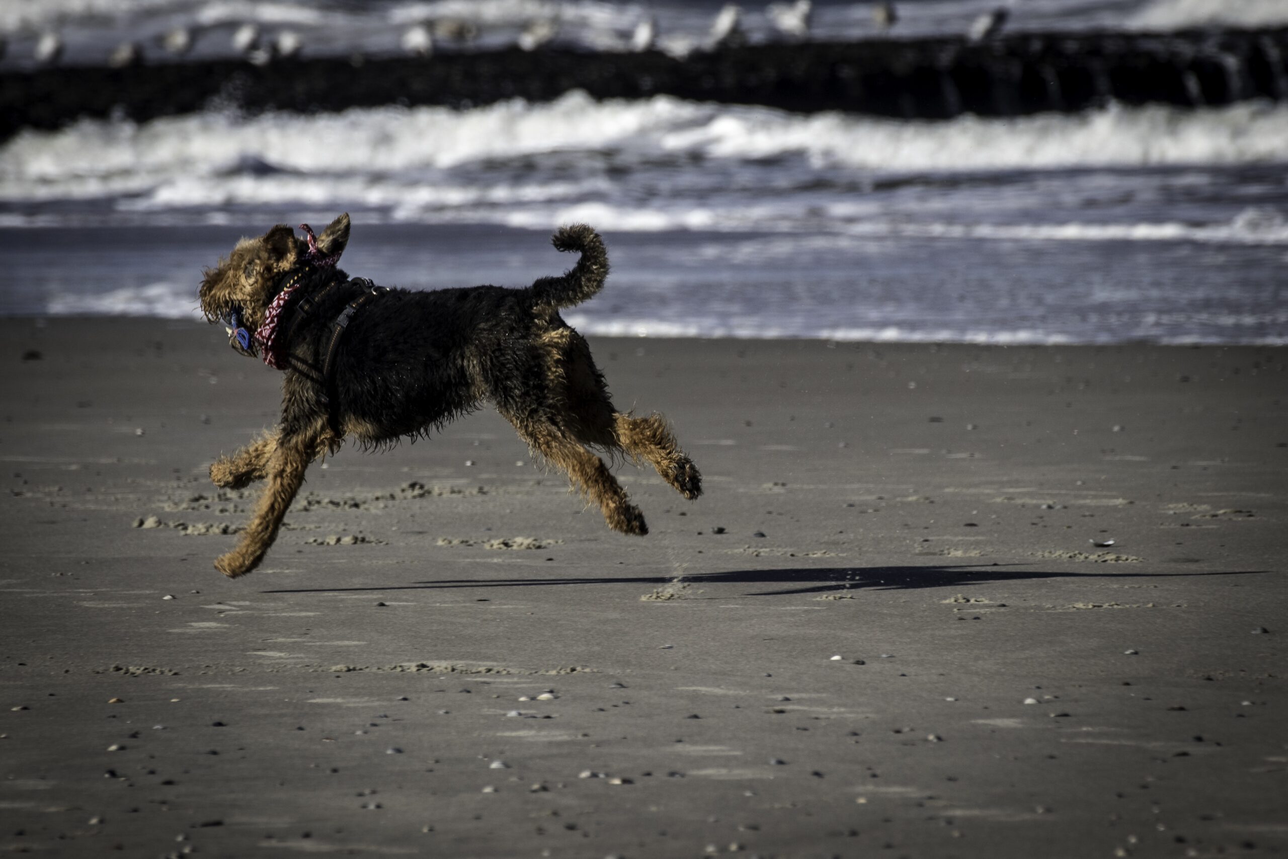 Urlaub mit Hund