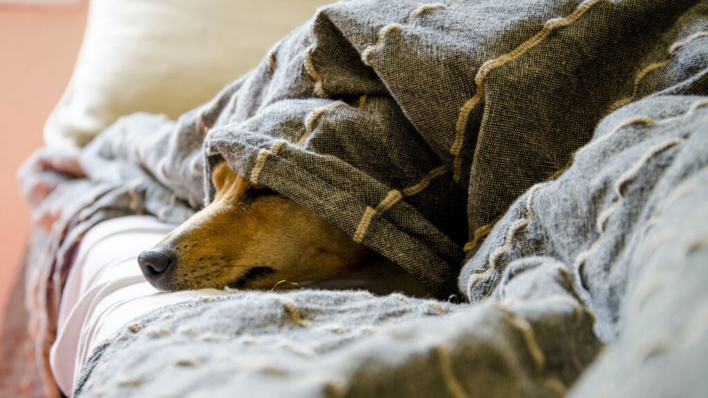 Husten beim Hund 