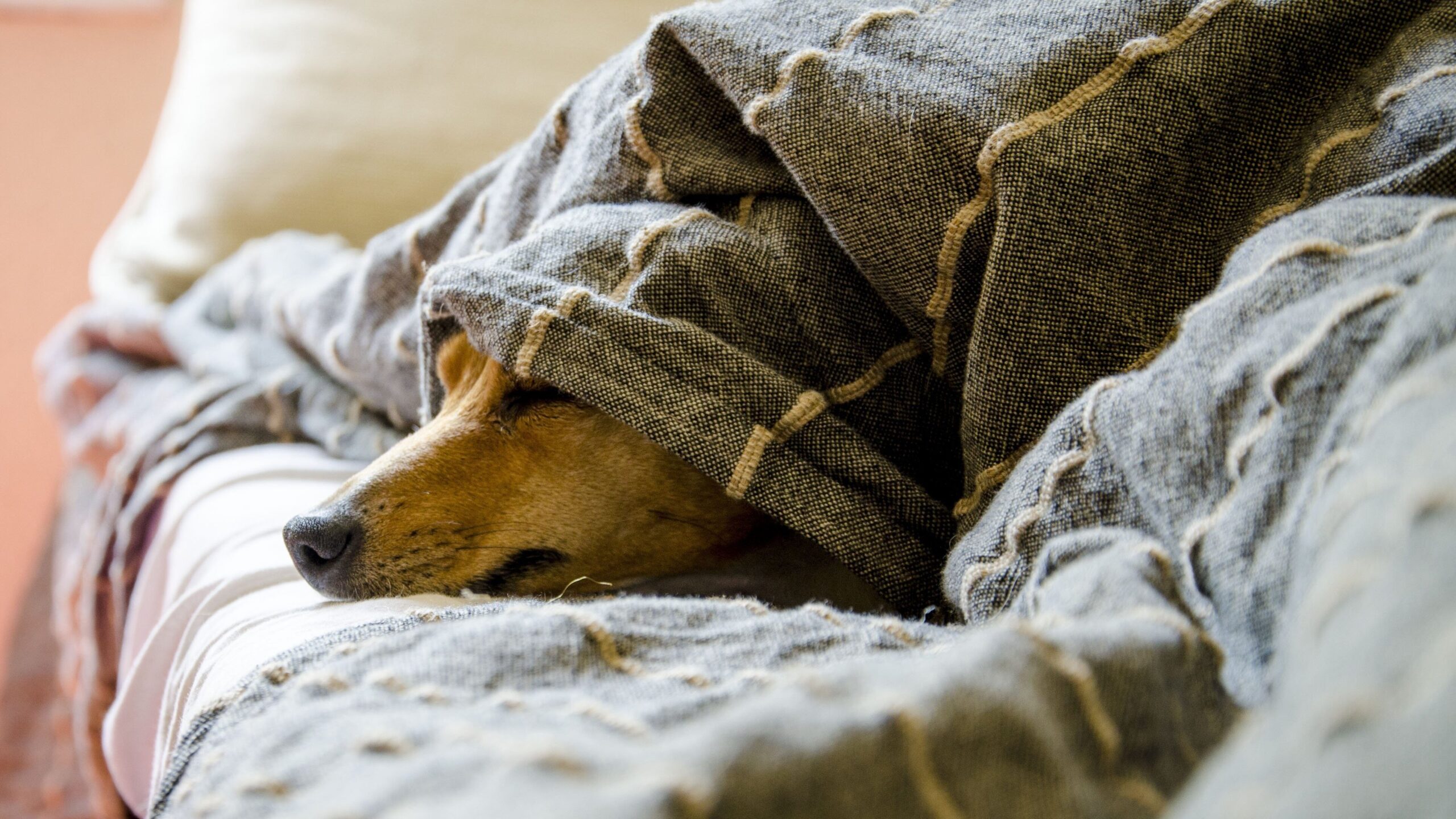 Hund nachts raus 