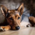 Husten beim Hund