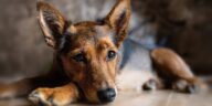 Husten beim Hund