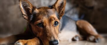 Husten beim Hund