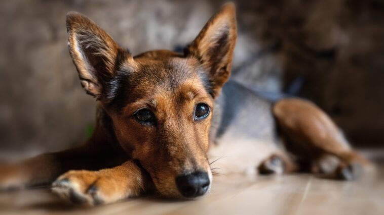 Husten beim Hund