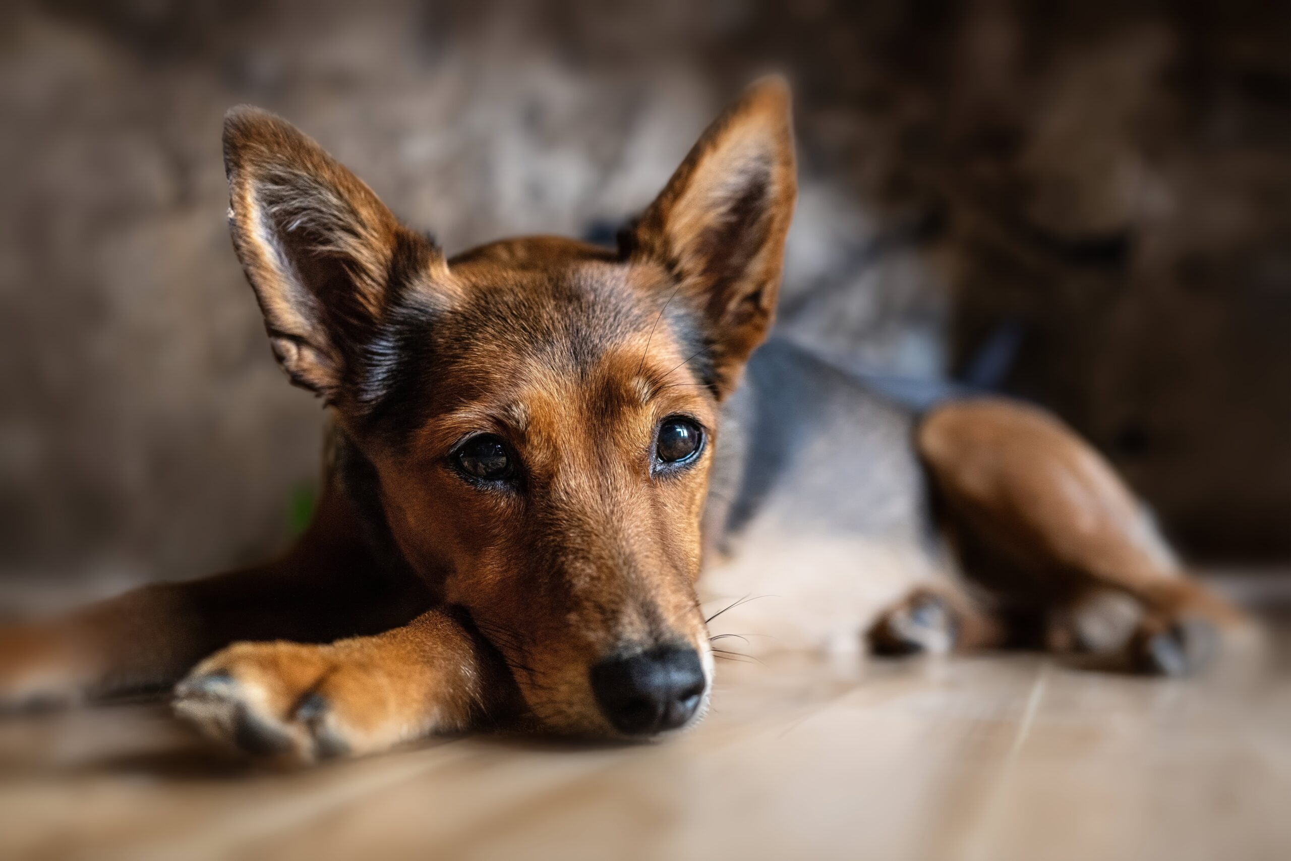 Husten beim Hund