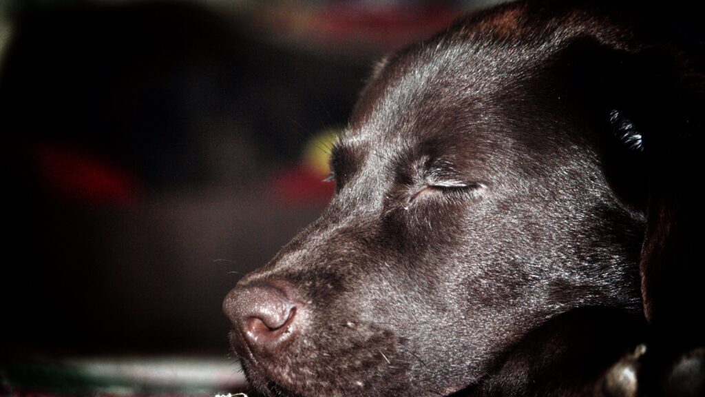 Husten beim Hund 