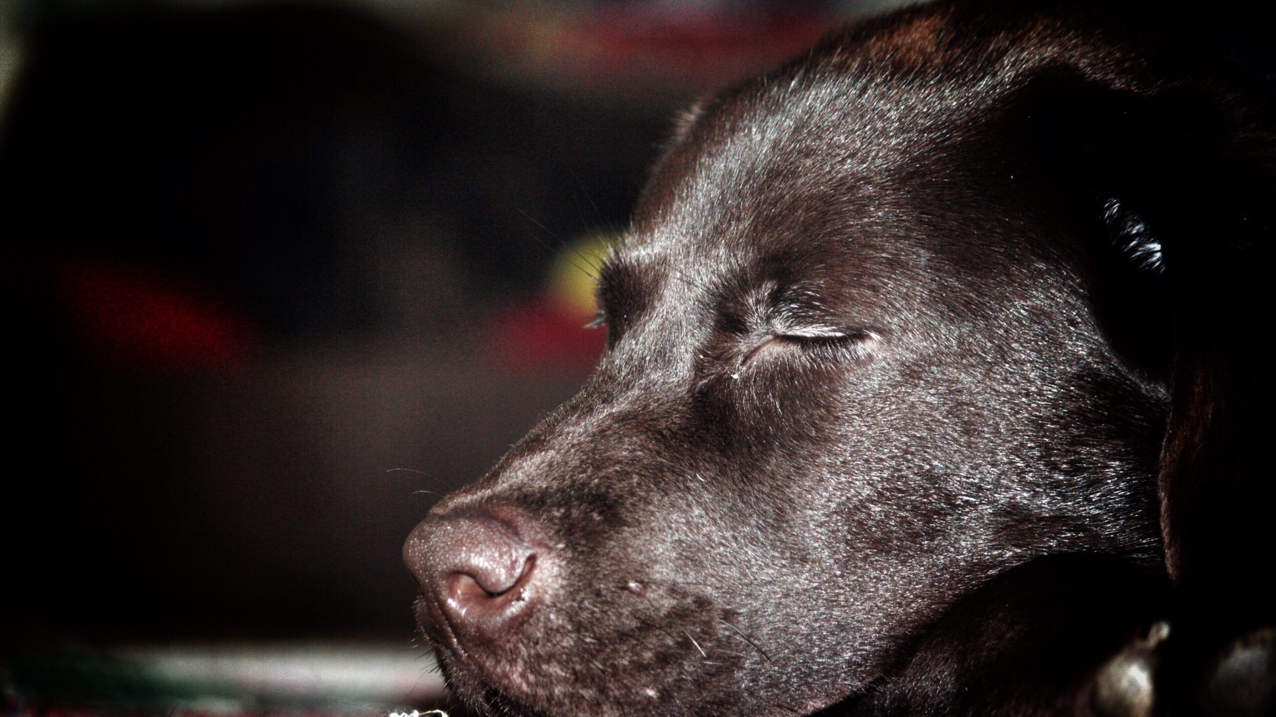 Hund nachts raus 