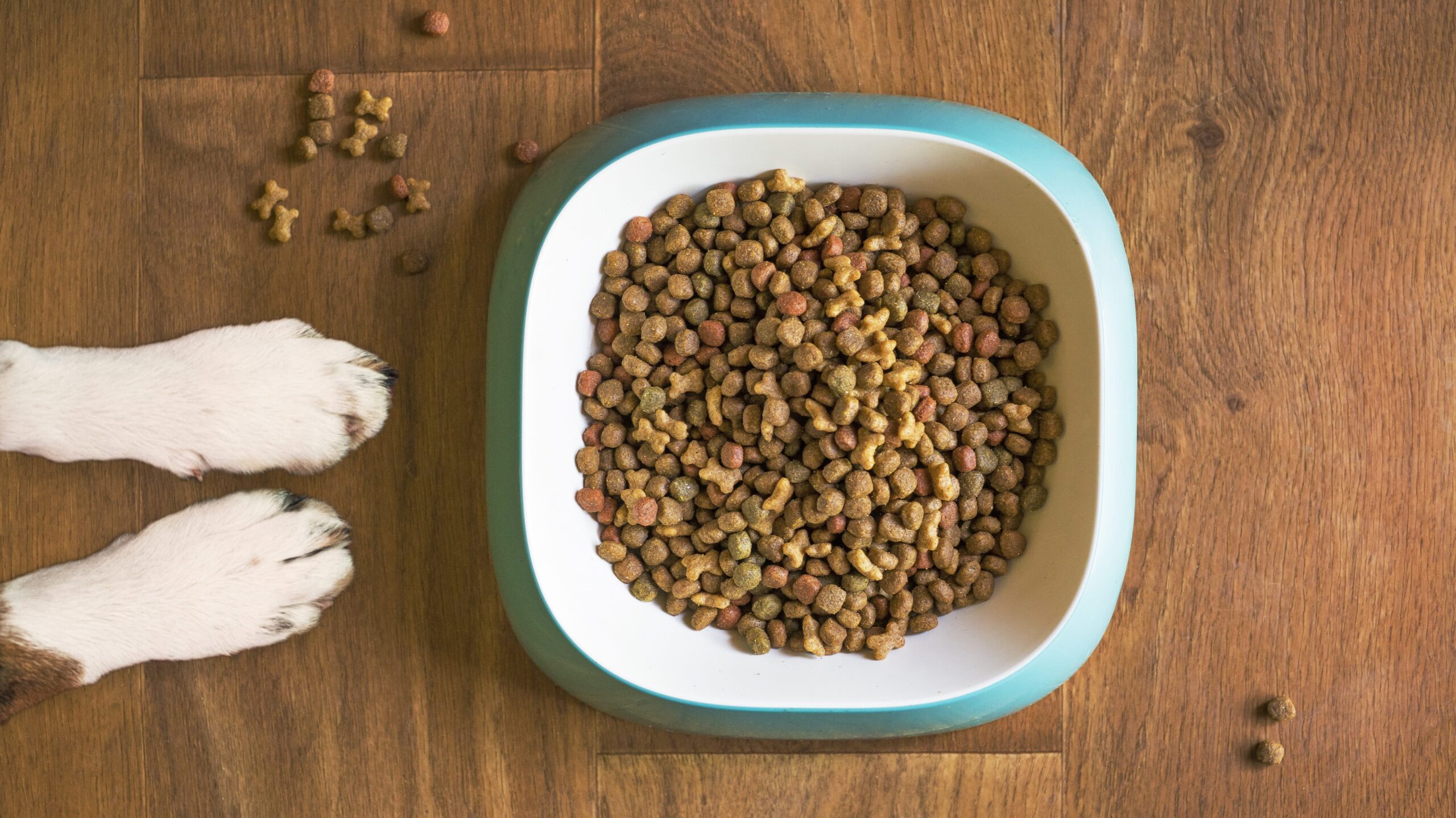 gesunde Hundeernährung 