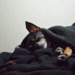 Hund nachts raus
