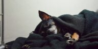 Hund nachts raus