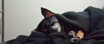 Hund nachts raus