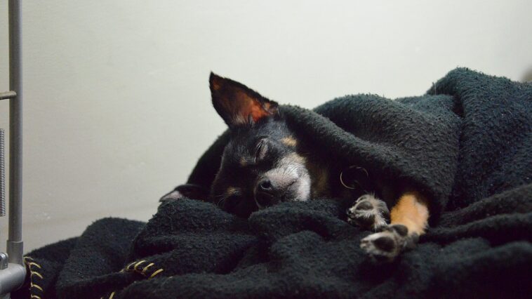 Hund nachts raus