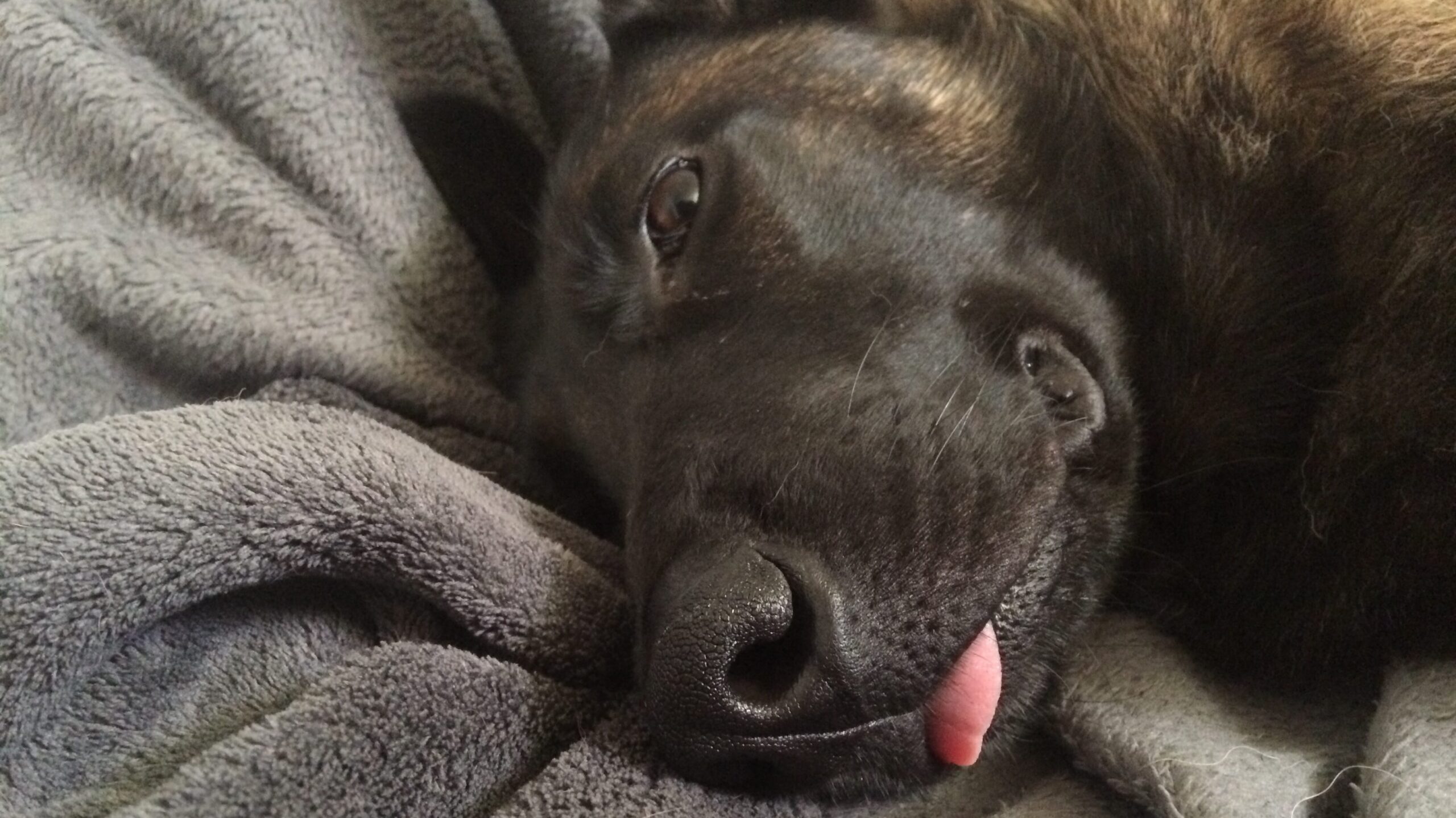 Hund nachts raus 