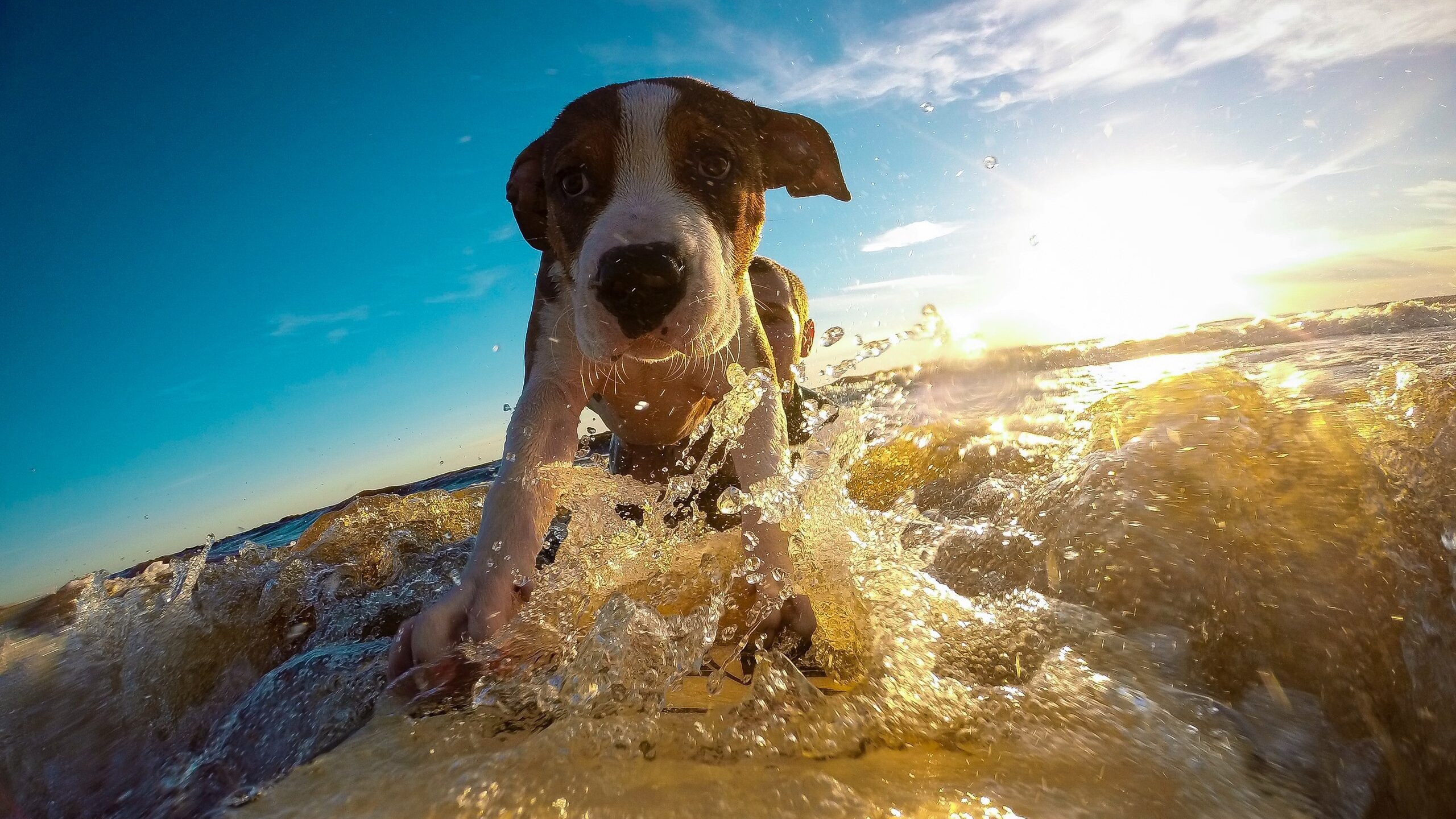 Urlaub mit Hund 