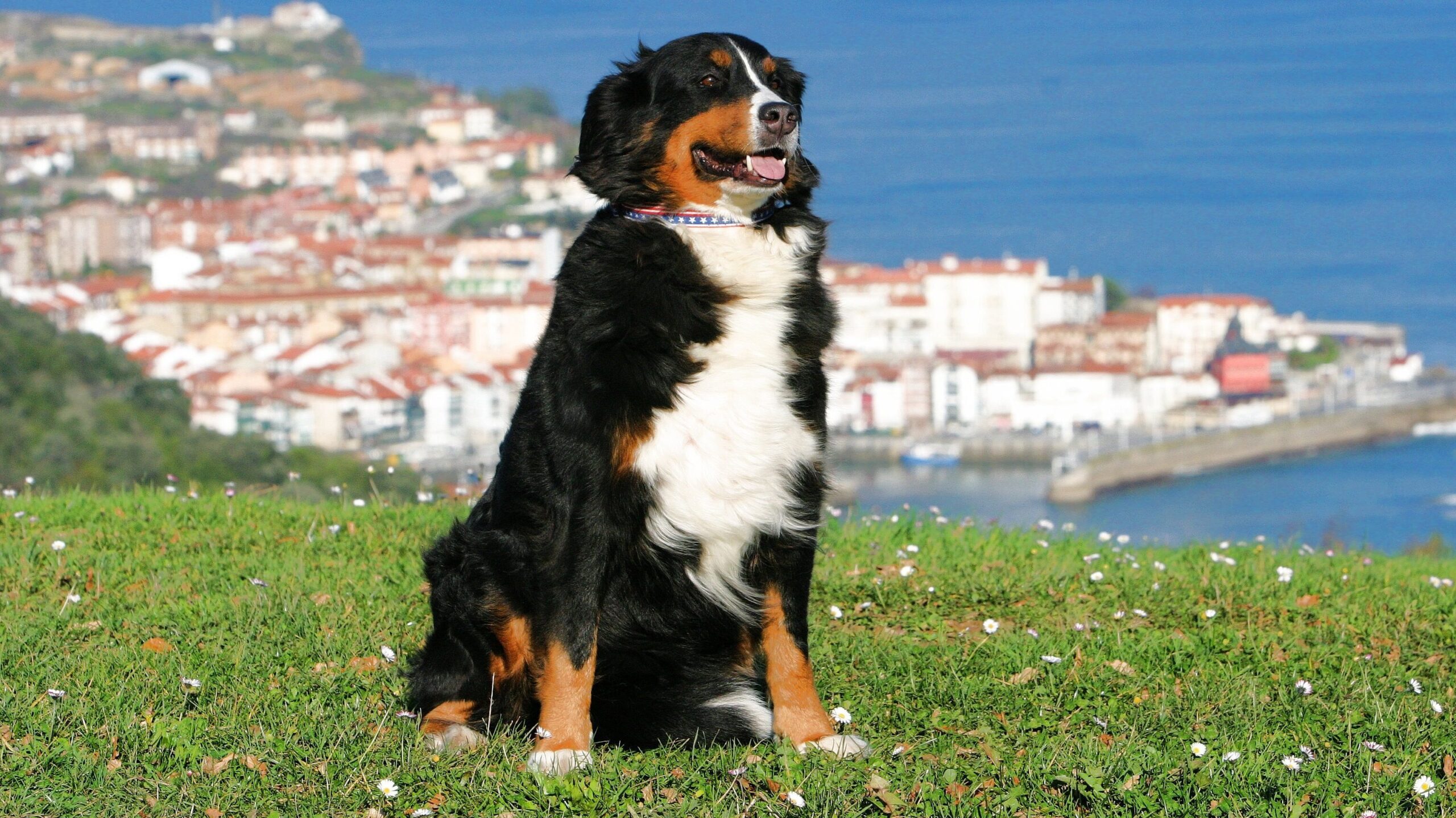 Urlaub mit Hund 