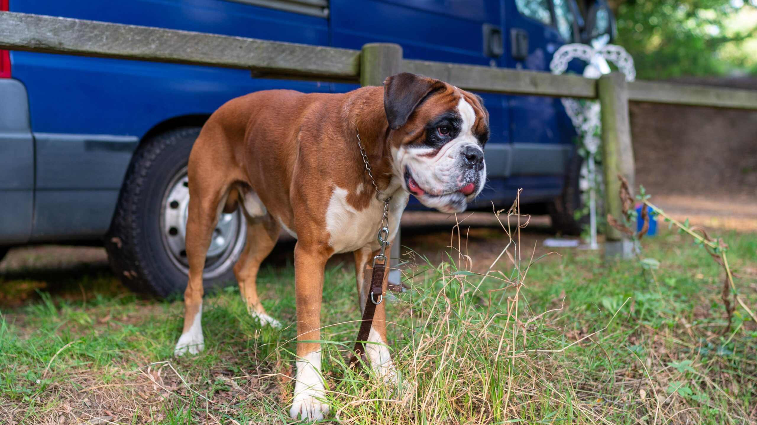 Husten beim Hund 