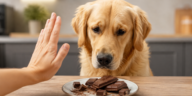 Auf dem Bild ist ein Hund zu erkennen, der Schokolade nicht essen darf. Die Frage, was darf ein Hund essen stellen sich viele Menschen und dieses Bild gibt Antwort darauf.