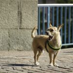 Hund bellt ständig, Hunde bellen, Bellen der Hunde kontrollieren