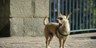 Hund bellt ständig, Hunde bellen, Bellen der Hunde kontrollieren