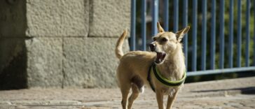 Hund bellt ständig, Hunde bellen, Bellen der Hunde kontrollieren
