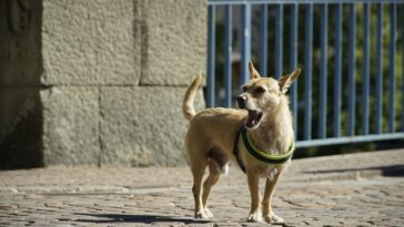 Hund bellt ständig, Hunde bellen, Bellen der Hunde kontrollieren
