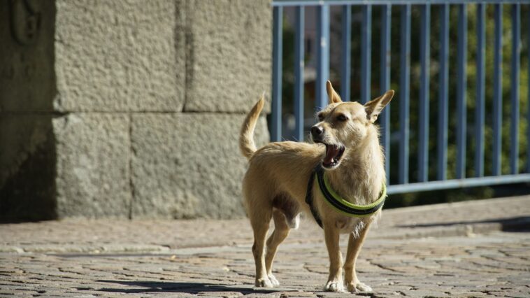 Hund bellt ständig, Hunde bellen, Bellen der Hunde kontrollieren