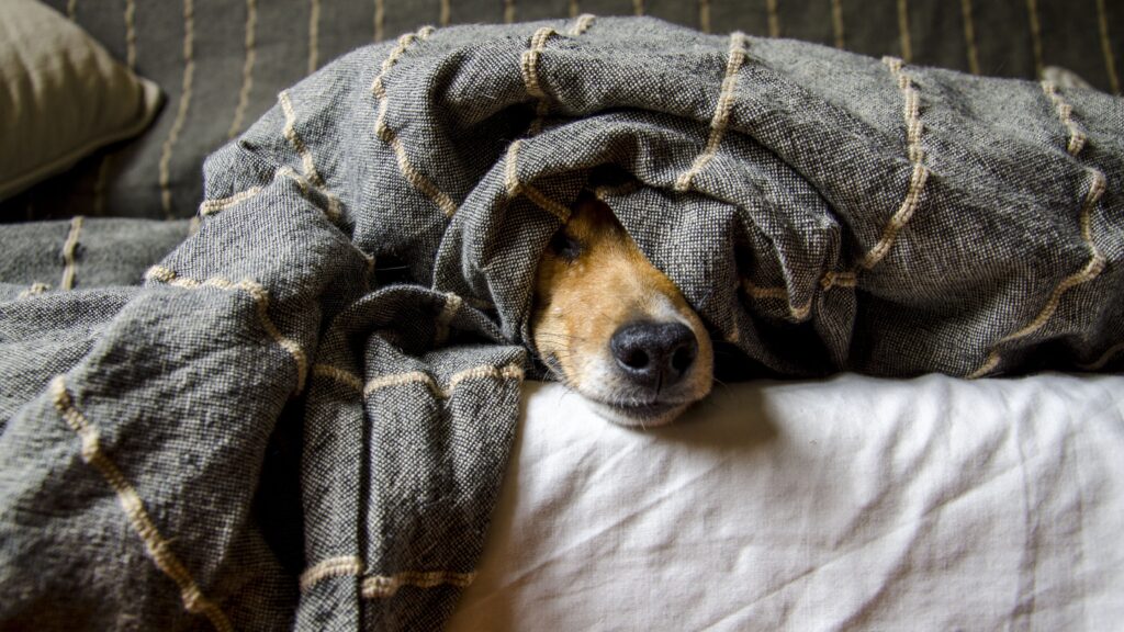 Hundeerkrankung, Hund hat Schnupfen, Hundeschnupfen