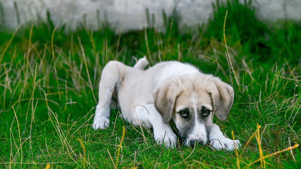 hund zittert und hechelt

