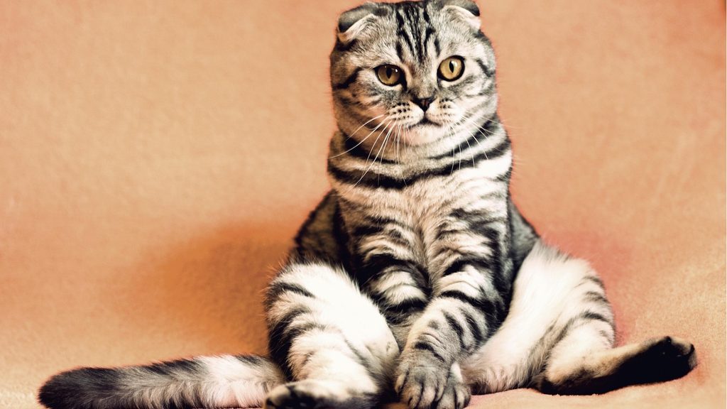 katzen bauchnabel
