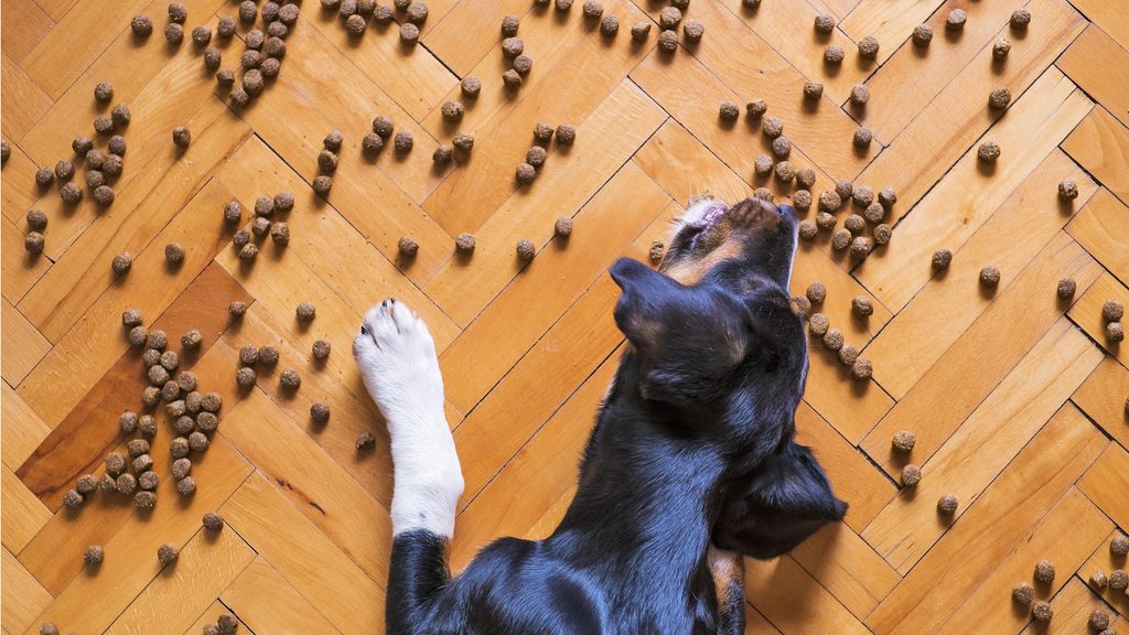 Hund verweigert Futter, frisst aber Leckerlis