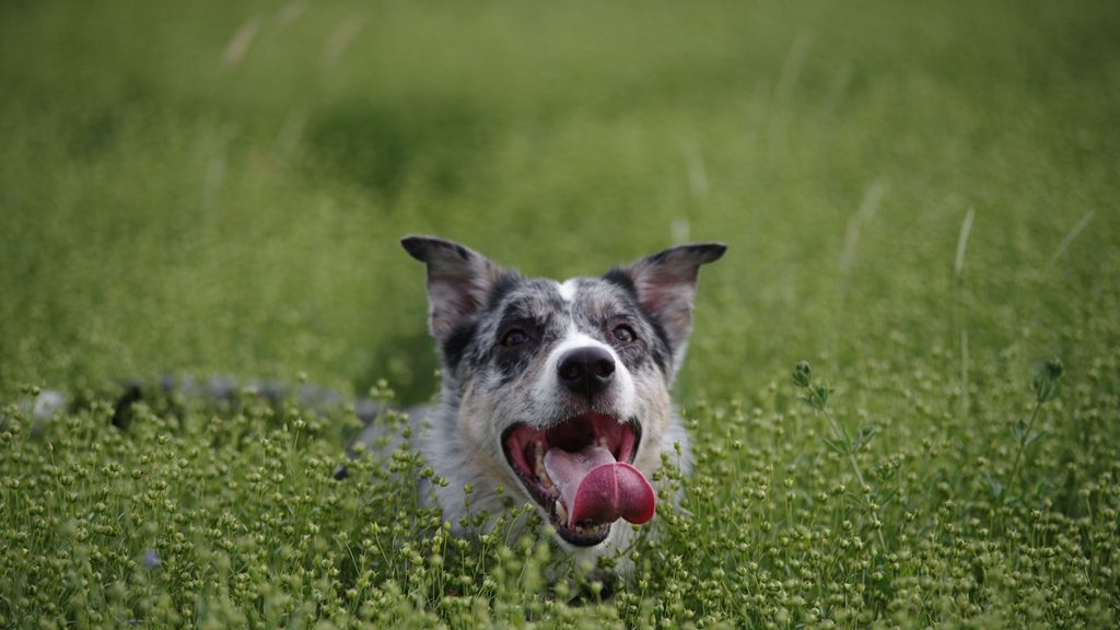Hund im Feld