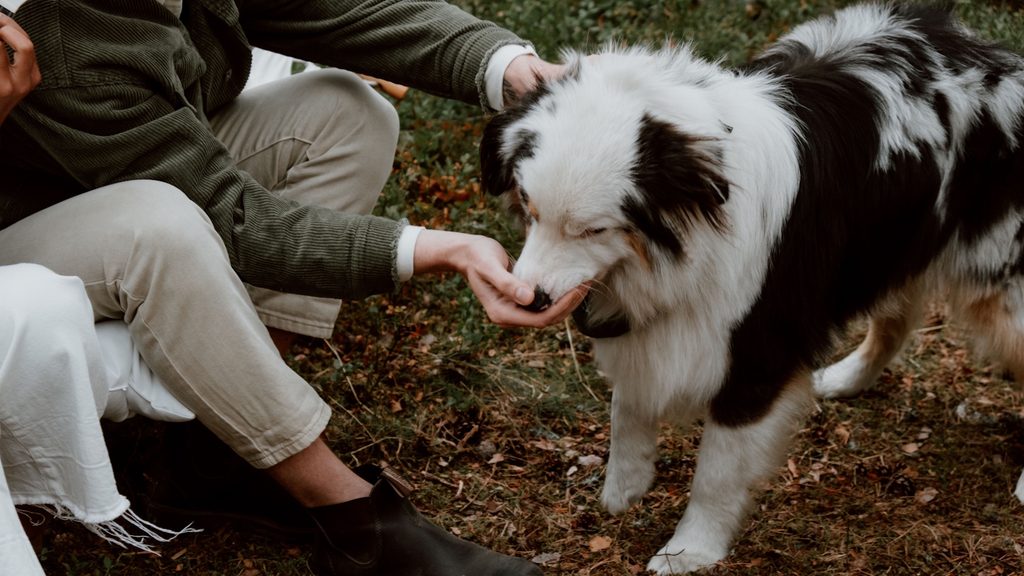 Hund wird gefüttert
