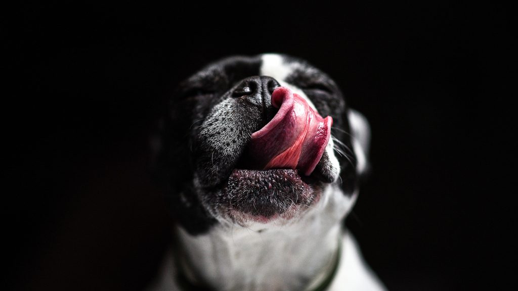 Mein Hund leckt sich ständig im Genitalbereich