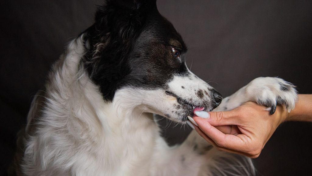Soja für Hunde