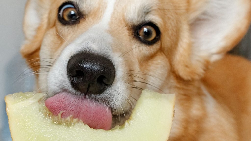 Dürfen Hunde Honigmelone fressen?