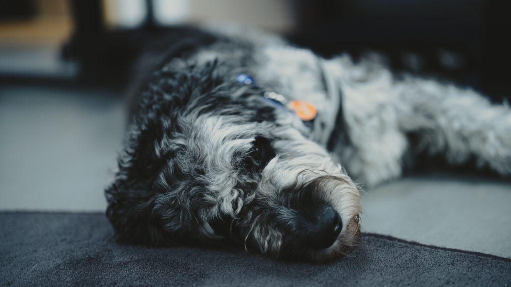 schlafender hund