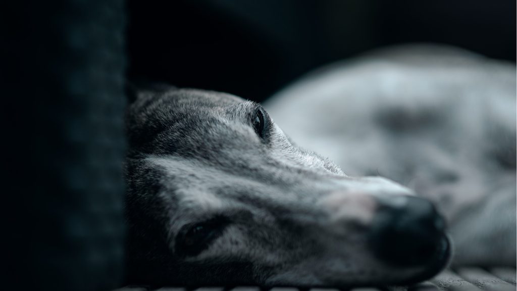 hund in gedanken versunken