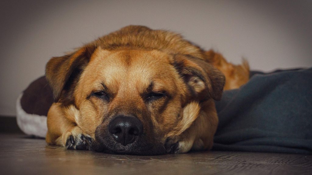 müder hund