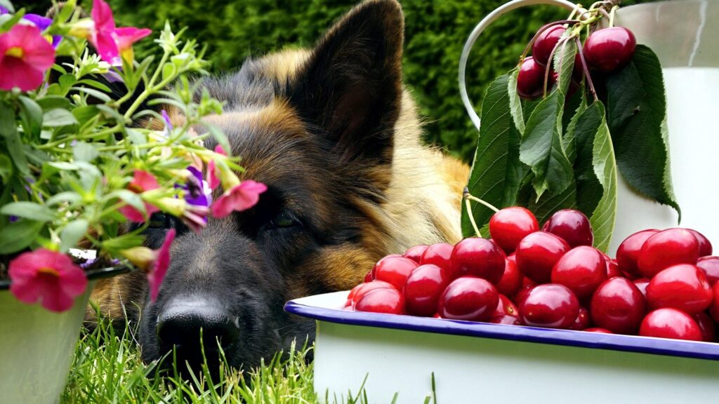 Hunde Kirschen