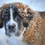 Streusalz für Hunde im Winter