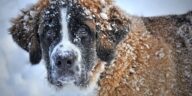 Streusalz für Hunde im Winter