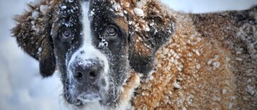 Streusalz für Hunde im Winter