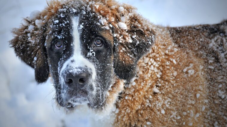 Streusalz für Hunde im Winter