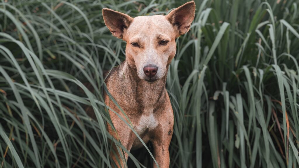 Giftige Pilze für Hunde