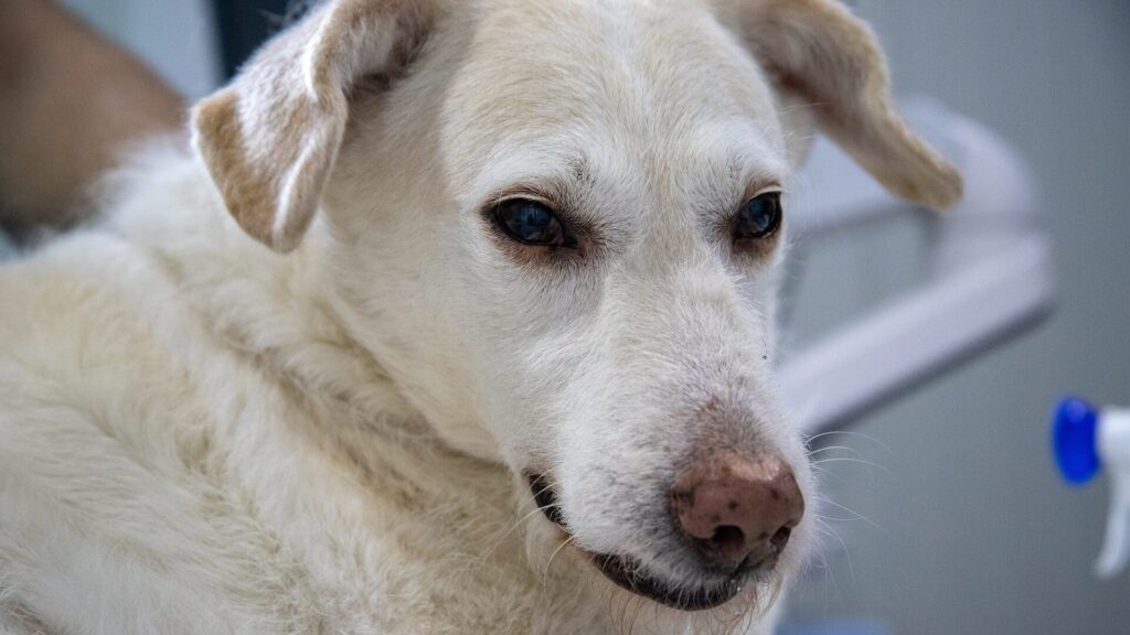Giftige Pilze für Hunde