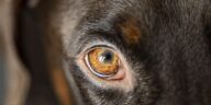 Giftige Pilze für Hunde