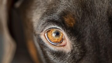 Giftige Pilze für Hunde
